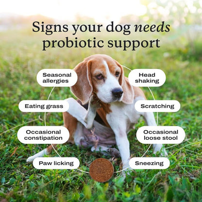 Dog Probiotic Soft Chews for Gut Health, Diarrhea & Allergy Relief, Salmon 30 Ct