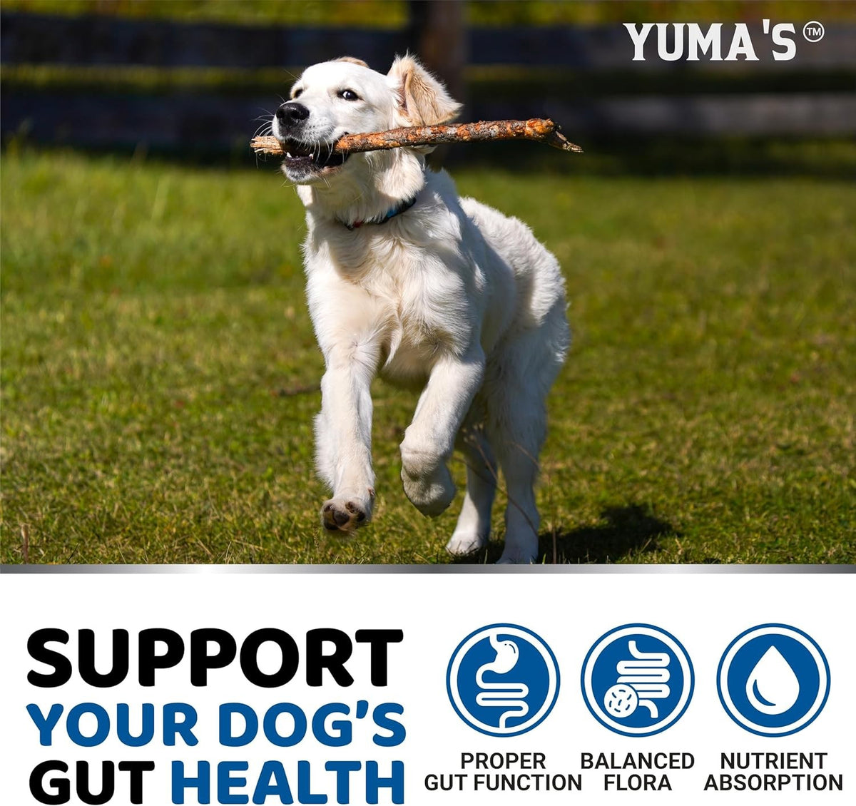Probiotics for Dogs with Digestive Enzymes for Gut Health & Stomach Relief