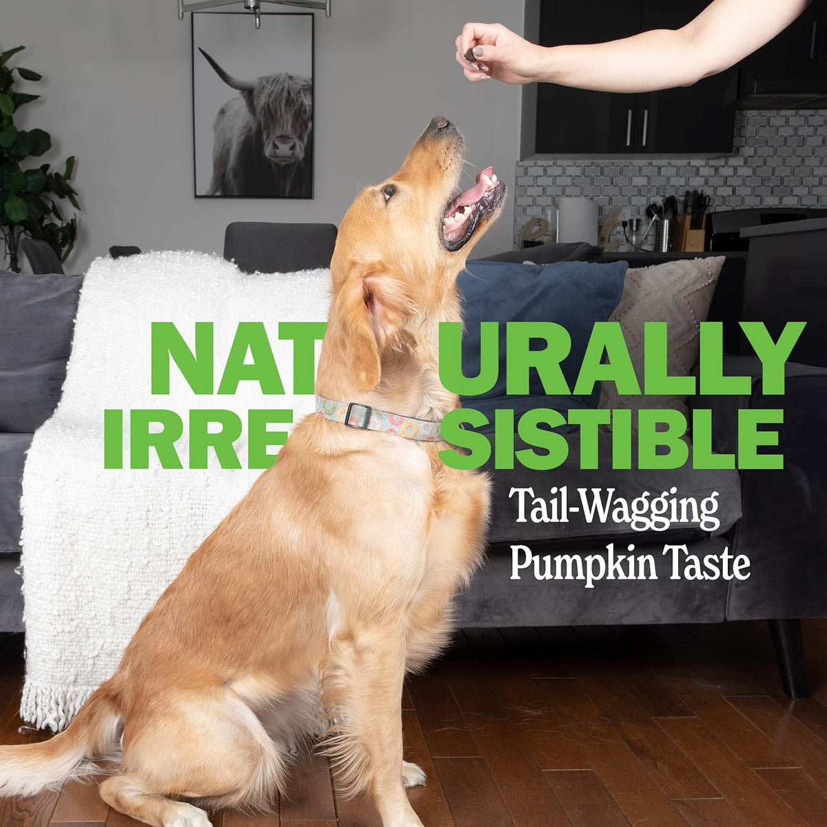 Dog Probiotic Chews with Digestive Enzymes for Gut Health & Allergy Support